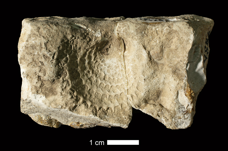 <i>Acanthopecten carboniferus</i> from the Stanton Limestone of Douglas County, Kansas (KUMIP 57041).