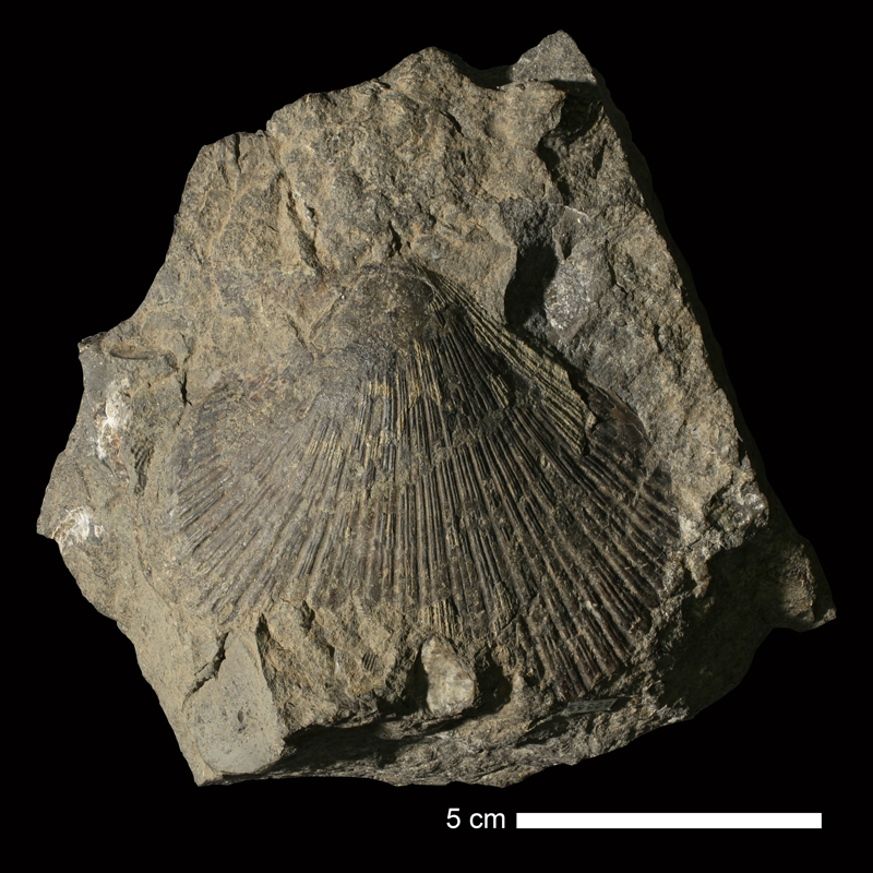 <i>Fasciculiconcha knighti</i> from the Labette Shale of Rogers County, Oklahoma (KUMIP 60665).