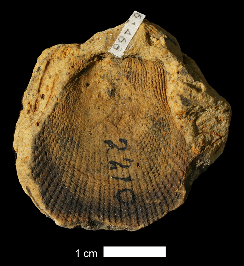 <i>Limipecten wewokanus</i> from an unknown formation of Osage County, Oklahoma (KUMIP 61468).