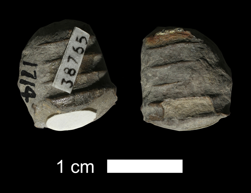 <i>Brachycycloceras normale</i> from the Stanton Limestone of Montgomery County, Kansas (KUMIP 38765).