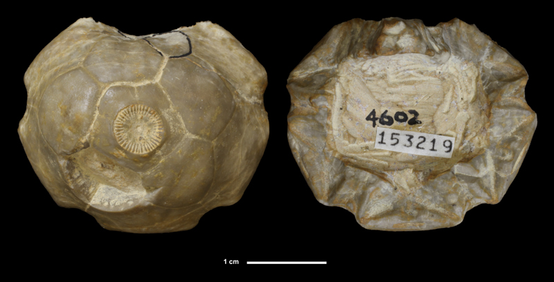 <i>Laudonocrinus sp.</i> from the Stanton Limestone of Franklin County, Kansas (KUMIP 153219).