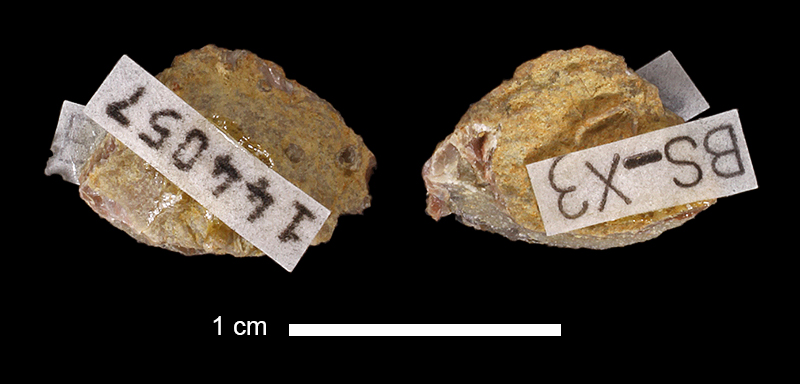 <i>Leptalosia spondyliformis</i> from the Lecompton Limestone of Douglas County, Kansas (KUMIP 144057).
