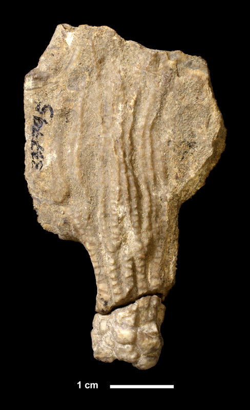 <i>Pachylocrinus sp.</i> from the Francis Fm. of Pontotoc County, Oklahoma (KUMIP 337795).