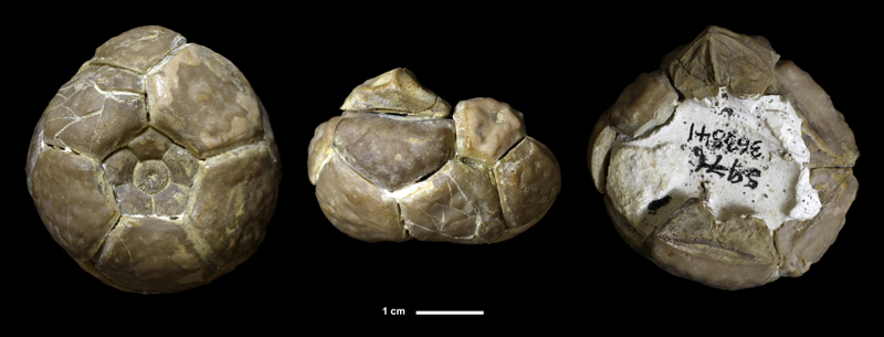 <i>Parulocrinus sp.</i> from the Lawrence Fm. of Franklin County, Kansas (KUMIP 363541).