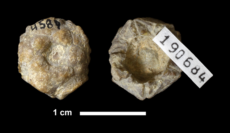 <i>Perimestocrinus oologahensis</i> from the Oologah Limestone of Tulsa County, Oklahoma (KUMIP 190684).