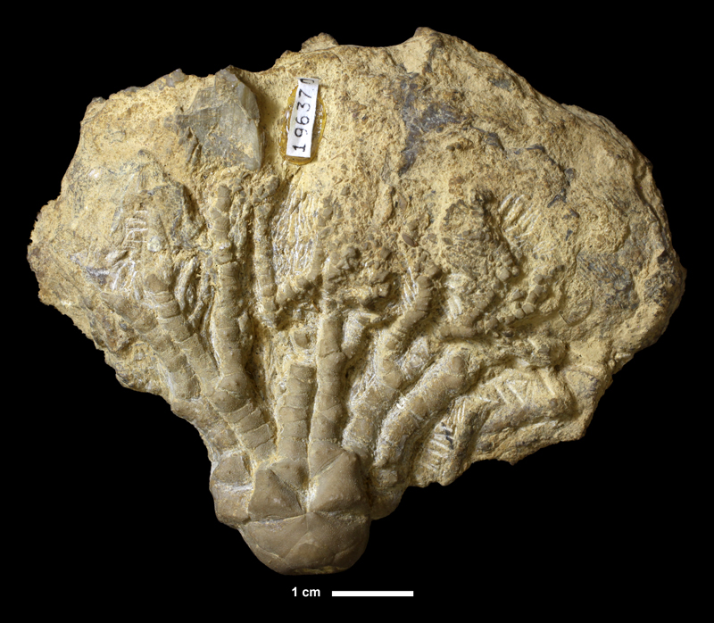 <i>Perimestocrinus sp.</i> from the Topeka Limestone of Shawnee County, Kansas (KUMIP 196370).