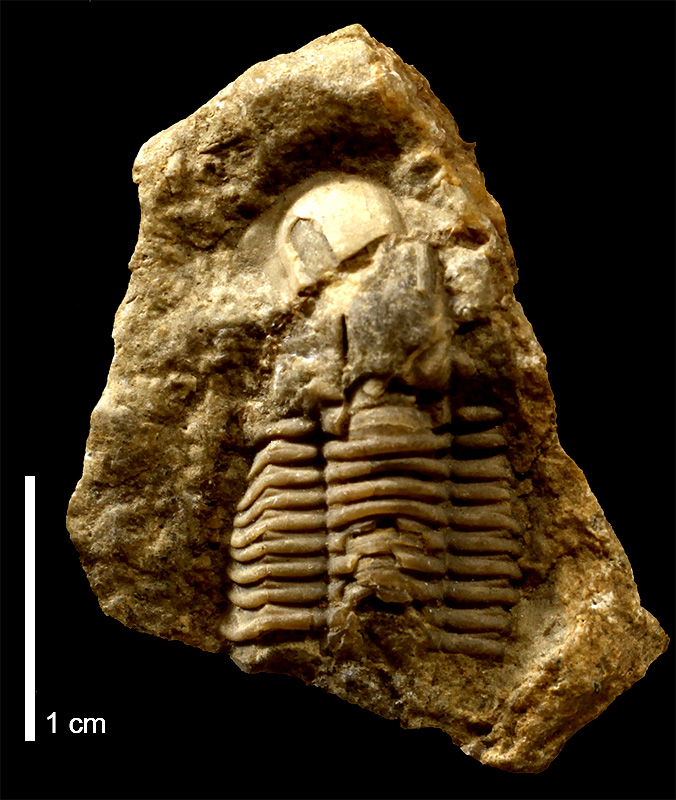 <i>Phillipsia major</i> from an unknown formation in New Mexico (KUMIP 85870).