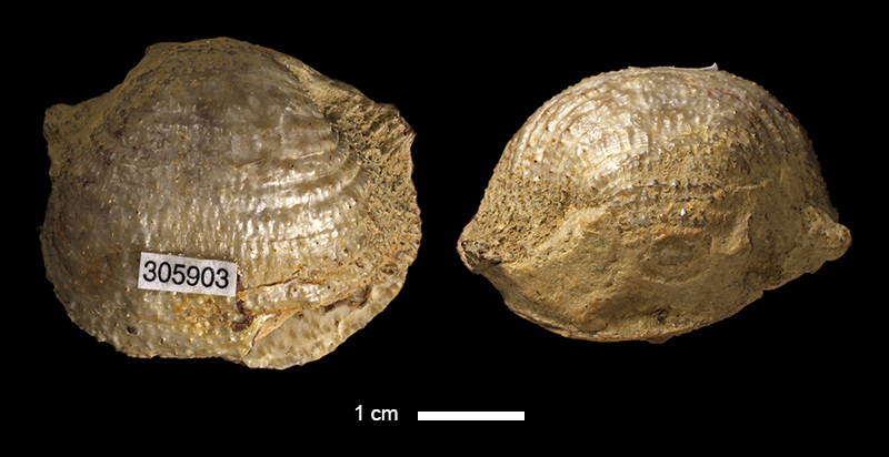 <i>Productus nebraskensis</i> from the Graham Fm. of Jack County, Texas (KUMIP 305903).
