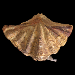 Spiriferina kentuckiensis