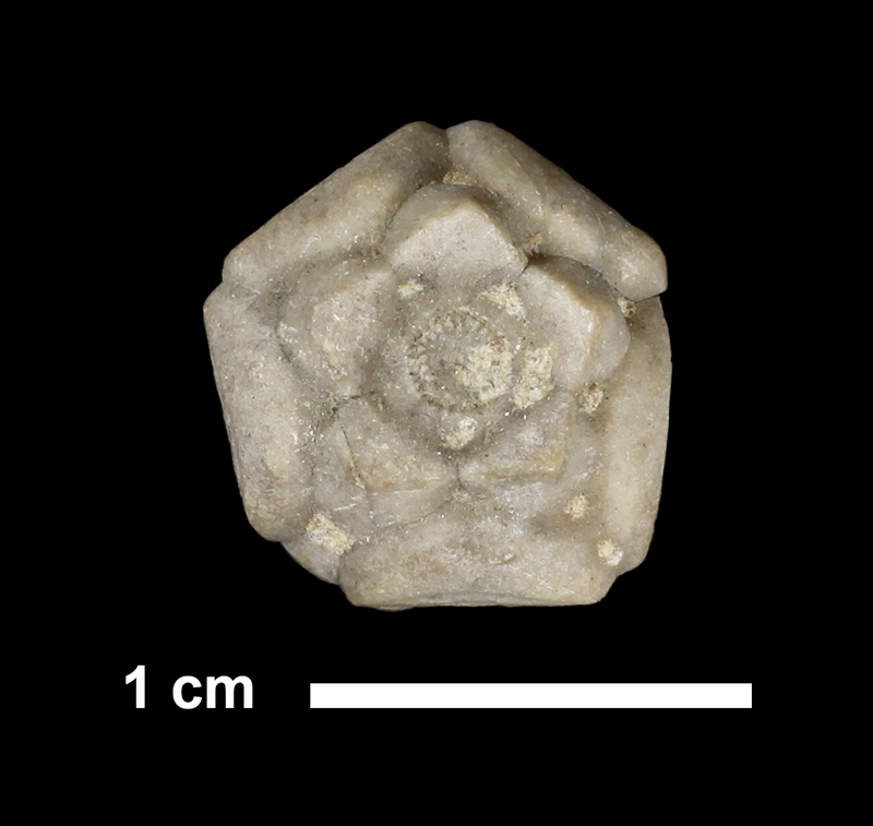 <i>Stellarocrinus sp.</i> from the Iola Limestone of Allen County, Kansas (KUMIP 153173).