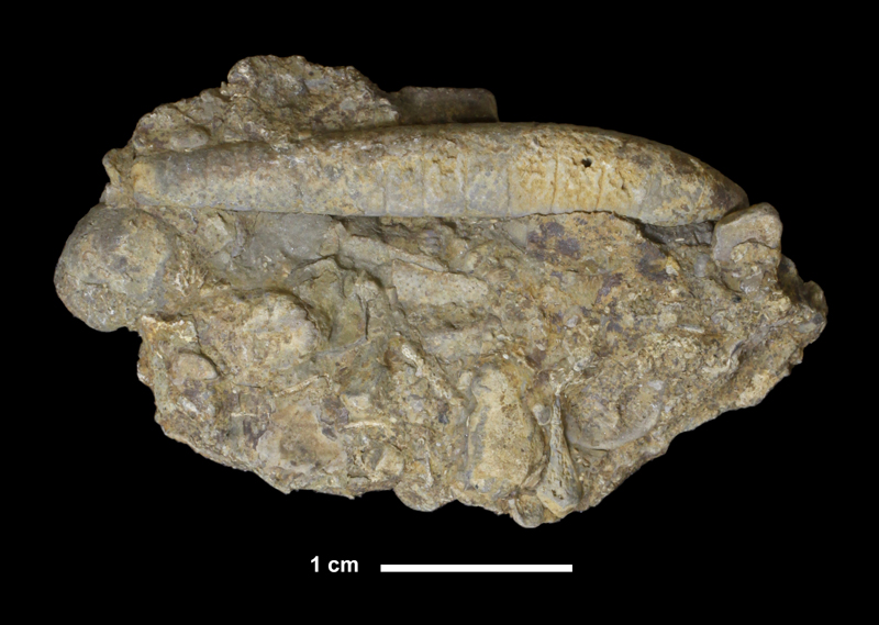 <i>Stereobrachicrinus pustullosus</i> from the Brentwood Limestone of Washington County, Arkansas (KUMIP 333792).